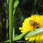 Bee in flower