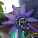 Passion Flower