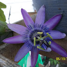 Passion Flower