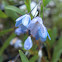 Bluebell Creeper