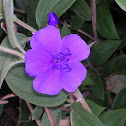 Glory bush