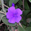 Glory bush