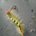 White-marked Tussock Moth Caterpillar