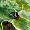 Swamp Milkweed Leaf Beetle