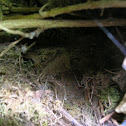 Robin Nest