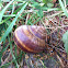 Garden snail