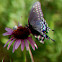 Black swallowtail