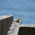 Lizard
