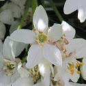 Mexican orange or Mock orange