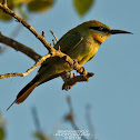 Rainbow Bee Eater