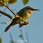 Rainbow Bee Eater