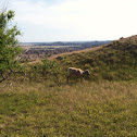 Bighorn Sheep