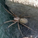Barn funnel weaver