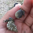 Hermit crab