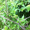 Rough Green Snake