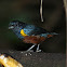 Chestnut-bellied Euphonia