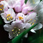 Unknown spotting