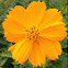Sulfur Cosmos