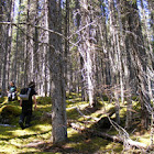 Mossy Forest