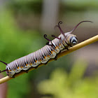 caterpillar