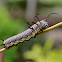 caterpillar