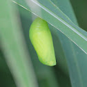 Chrysalis