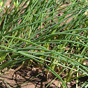 Chives