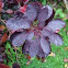 Cotinus coggygria