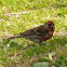 Redpoll