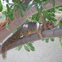 Fox Squirrel