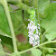 Tomato Hornworm