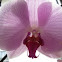 Moth Orchid