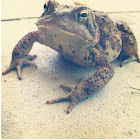 American Toad