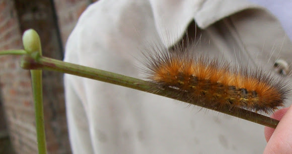 Spotting Image 1