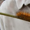 Woolly bear