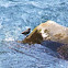 American Dipper