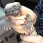 Gila Monster