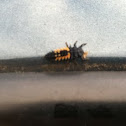 Ladybug larva