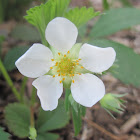 Wood Strawberry