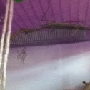 Praying Mantis