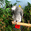 African Grey Parrot