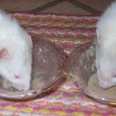 Pet Ferret's Soup