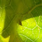 Golden comb-footed spider