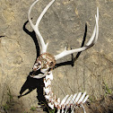 mule deer remains