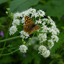 Mariposa de los muros (es)