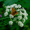 Mariposa de los muros (es)