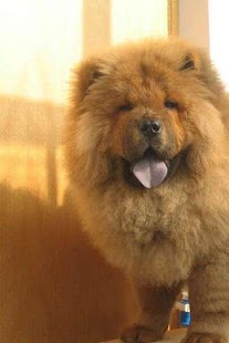 How to mod Chow Chow Puzzle patch 1.1 apk for bluestacks