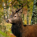 Red Deer