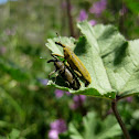 malva weevil; gorgojo de las malvas