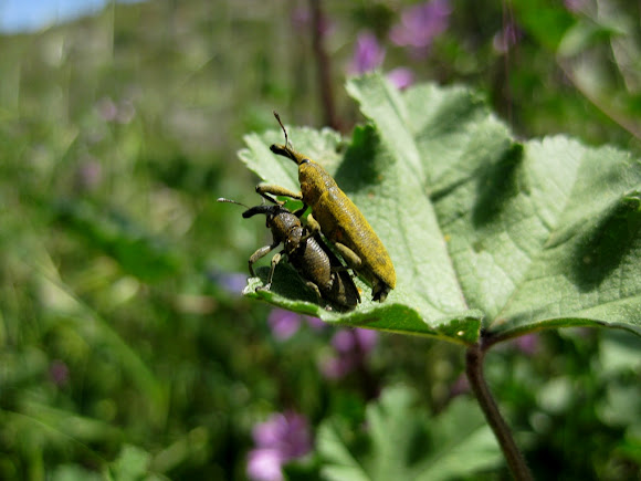 Spotting Image 1